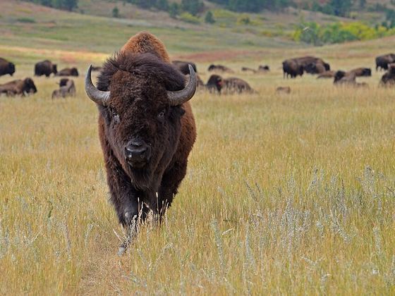 Custer State Park